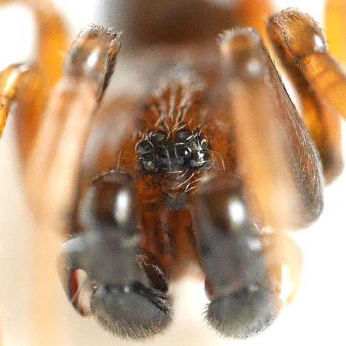 Phrurolithus (festivus-minimis)